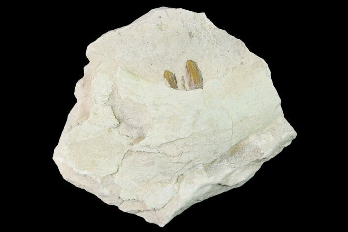 Unprepared, Oreodont (Merycoidodon) Jaw Section - South Dakota #136028